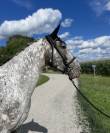Mare AES Anglo European Studbook For sale 2019 Appaloosa