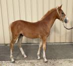 Puledro PFS Pony Francese da Sella In vendita 2023 Sauro ,  Dragibus du rouget