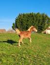 Puledro PFS Pony Francese da Sella In vendita 2023 Sauro ,  Dragibus du rouget