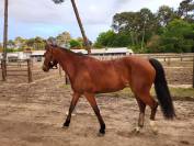Cavalla PFS Pony Francese da Sella In vendita 2017 Baio ,  LINARO SL
