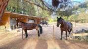 Proprietà equestre In vendita Gard