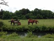 HARAS  67 ha  Normandie  Proche d'Orbec (14)