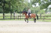 Pension chevaux - Association Rosario (28)