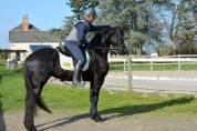 Filly Friesian For sale 2021 Black