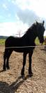 Entire Friesian For sale 2022 Black