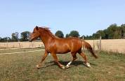 Hongre New Forest 2 ans