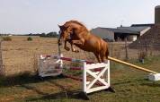 Gelding New Forest For sale 2021 Chesnut