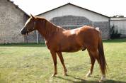 Gelding New Forest For sale 2021 Chesnut