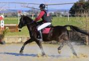 Cours d’équitation à Die Écurie les chevaux du Diois