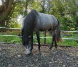 Poney Connemara à vendre 