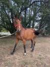 Mare French Trotter For sale 2018 Bay