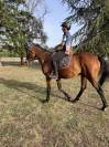 Gelding French Trotter For sale 2018 Bay