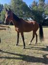 Mare French Trotter For sale 2015 Bay