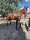 Mare French Trotter For sale 2015 Bay