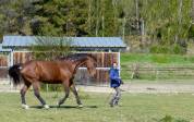 PENSION preparation physique et mental du cheval CSO