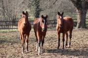 Pension chevaux dans site exceptionnel - Sarl Vieux Roualland (44)