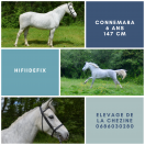 Mare Connemara For sale 2017 Grey