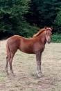 Filly New Forest For sale 2023 Other color