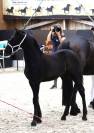 Colt Other Horse Breed For sale 2023 Black