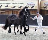 Veulen (ml) Andere paarden rassen Te koop 2023 Zwart ,  Zabir Faa El Van De Oosterzanden