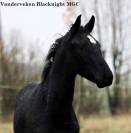 Colt Other Horse Breed For sale 2023 Black