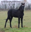 Veulen (ml) Andere paarden rassen Te koop 2023 Zwart ,  Zabir Faa El Van De Oosterzanden