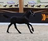 Colt Friesian Arabian For sale 2023 Black