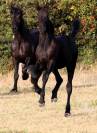 Colt Friesian Arabian For sale 2023 Black