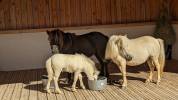Stallone Cavallo Miniature In vendita 2023 Bianco ,  Joy of Montboulon Zadig Leto