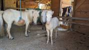 Dekhengst Dwerg paard Te koop 2023 Wit ,  Joy of Montboulon Zadig Leto