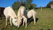 Dekhengst Dwerg paard Te koop 2023 Wit ,  Joy of Montboulon Zadig Leto