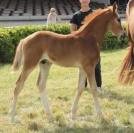 Superbe poulain par Candy de Nantuel et Arezzo VDL
