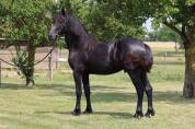 Gelding Friesian Arabian For sale 2021 Black