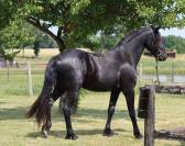 Gelding Friesian Arabian For sale 2021 Black