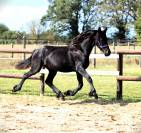 Entire Friesian For sale 2022 Black