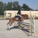 Gelding Welsh Pony (Section A) For sale 2005 Chesnut