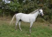 Gelding French Saddle Pony For sale 2017 Grey