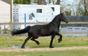 Mare Friesian For sale 2018 Black