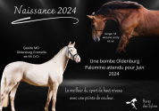 Puledro Cavallo da Sport di Colore In vendita 2023 Altro colore