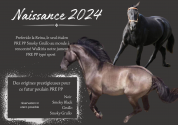 Puledro Cavallo da Sport di Colore In vendita 2023 Altro colore