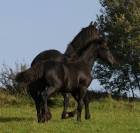 Entire Friesian For sale 2023 Black