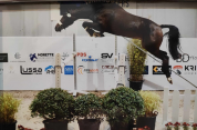 Castrone sBs Cavallo da Sport Belgio In vendita 2020 Sauro brulé ,  korado de baudignies