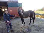 A vendre poulain de 2 ans de Chacco-White