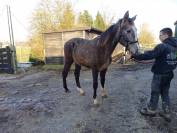 A vendre poulain de 2 ans de Chacco-White