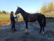 A vendre poulain de 2 ans de Chacco-White