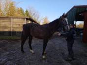 A vendre poulain de 2 ans de Chacco-White