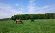 Ecuries de propriétaires / Pension chevaux