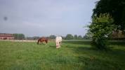 Ecuries de propriétaires / Pension chevaux