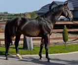 Castrone KWPN Cavallo da Sport Neerlandese In vendita 2019 Baio scuro