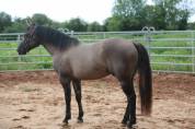 Quarter Horse Hongre Grullo 4 ans